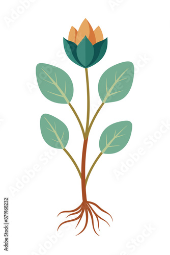 Bloodroot plant minimal design vector illustration
