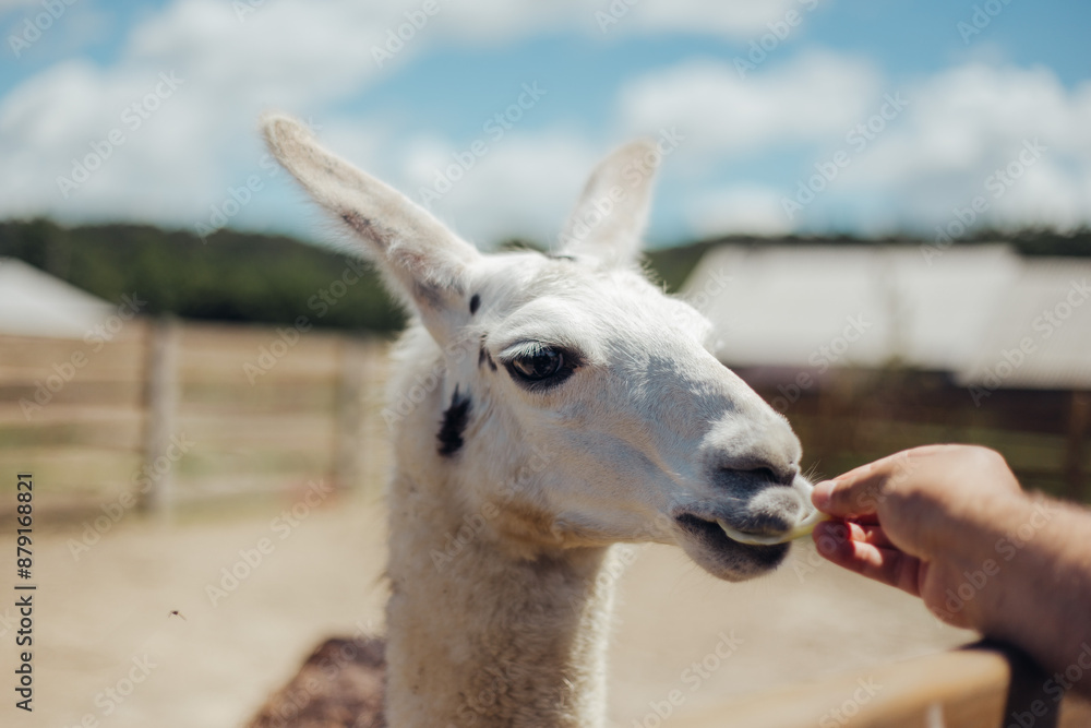 Obraz premium llama walking outdoors and eating cabbages
