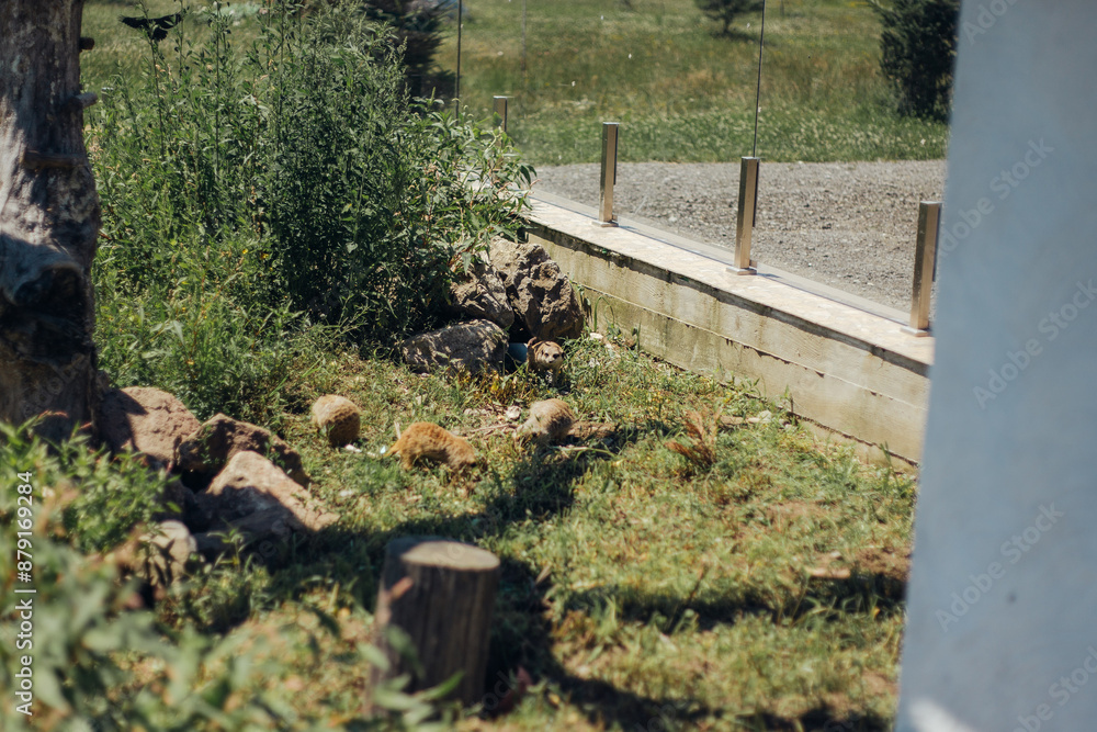 Obraz premium the group of meerkats walking around enclosure