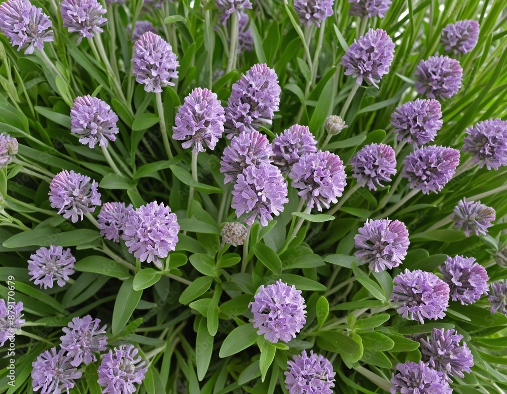 Top view of lavander plant