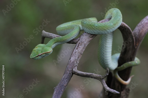 snake, viper snake, viper tropidolaemus subannulatus perched on a dry wood grove in the forest of Kalimantan  photo