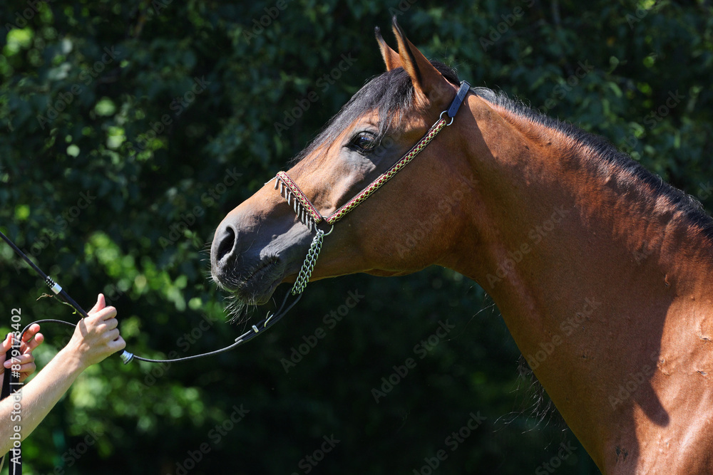 Portrait of a splendid purebred Arabian stallion against a dark green nature background