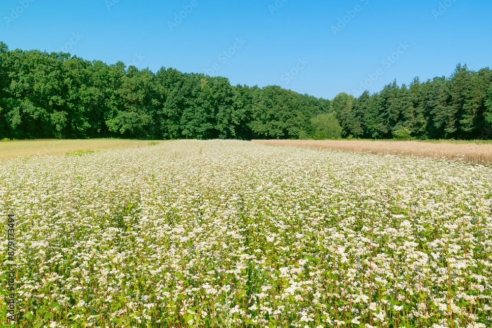 Field of Buckwheat (Fagopyrum esculentum). common buckwheat. Agricultural crop. Growing and harvesting. Field of Buckwheat (Fagopyrum esculentum). common buckwheat. Agricultural crop. Growing and harvesting.
