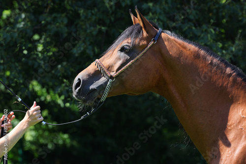 Portrait of a splendid purebred Arabian stallion against a dark green nature background