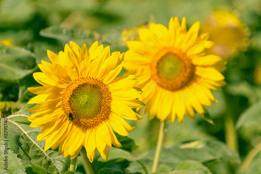 Beautiful bright yellow common sunflower (Helianthus annuus).