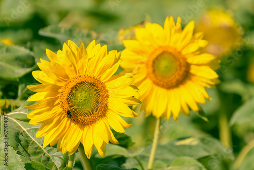 Beautiful bright yellow common sunflower (Helianthus annuus). © bykot