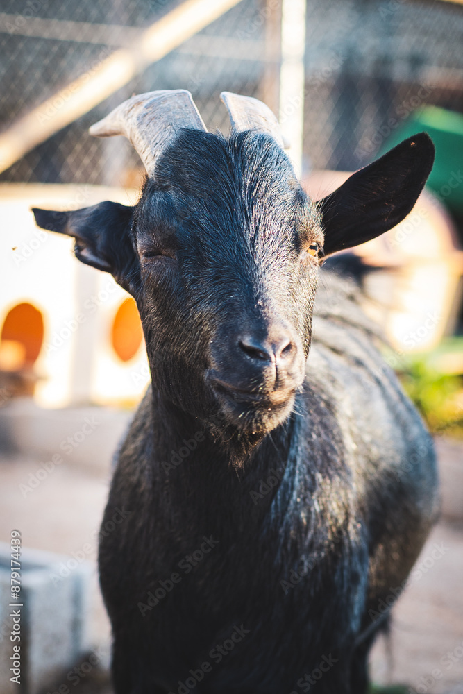 Fototapeta premium Black goat winking at camera