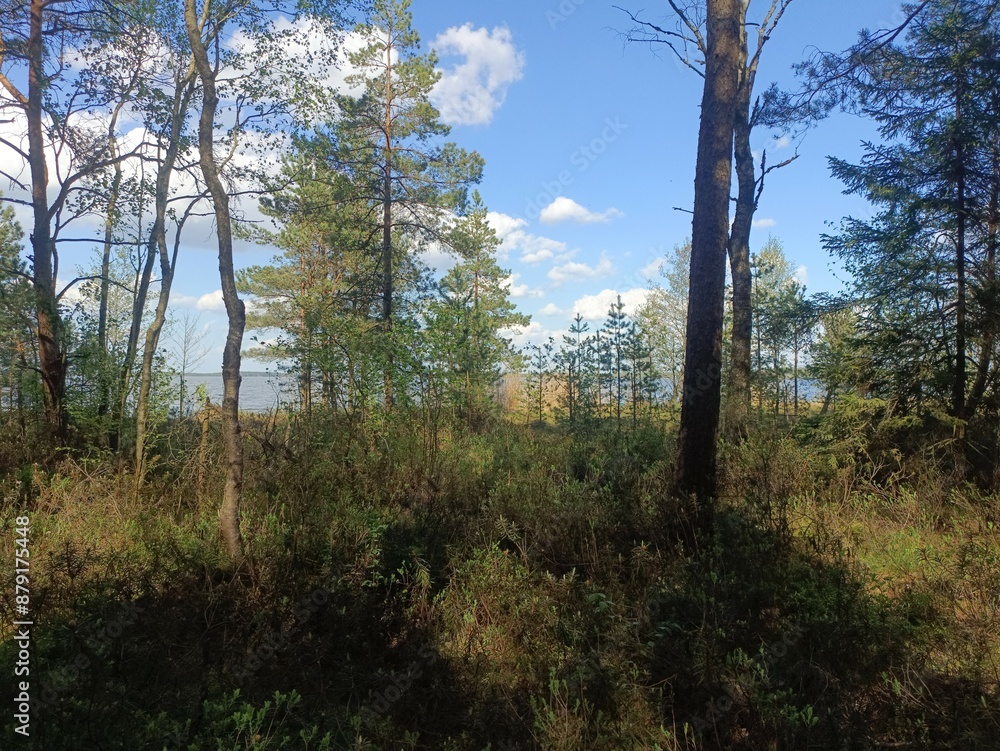 Rekyva forest and lake during sunny summer day. Pine and birch tree woodland. Wavy lake. Bushes and small trees are growing in woods. Sunny day with white clouds in sky. Nature. Rekyvos miskas. Rekyva forest and lake during sunny summer day. Pine and birch tree woodland. Wavy lake. Bushes and small trees are growing in woods. Sunny day with white clouds in sky. Nature. Rekyvos miskas.