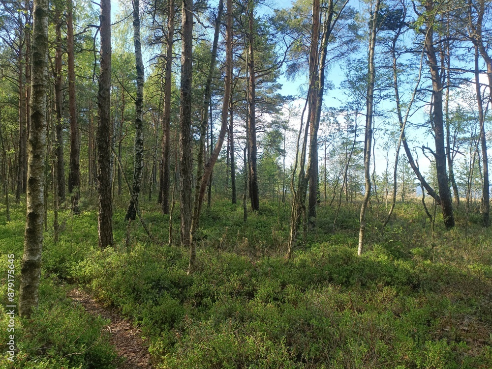 Rekyva forest and lake during sunny summer day. Pine and birch tree woodland. Wavy lake. Bushes and small trees are growing in woods. Sunny day with white clouds in sky. Nature. Rekyvos miskas. Rekyva forest and lake during sunny summer day. Pine and birch tree woodland. Wavy lake. Bushes and small trees are growing in woods. Sunny day with white clouds in sky. Nature. Rekyvos miskas.