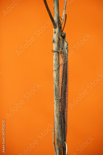 An insect that has mastered hiding. Palparini. Nature background.  photo