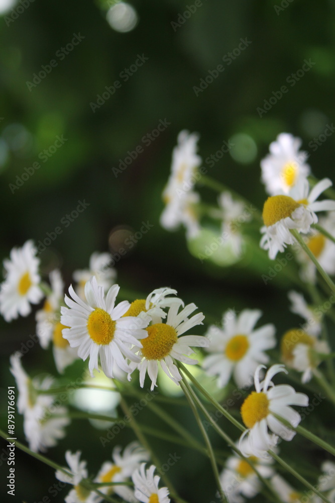 daisies on a green background