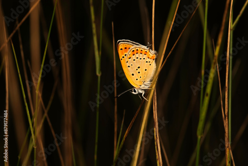 Cute butterfly. Lycaena thersamon. Lesser Fiery Copper. Nature background.  photo