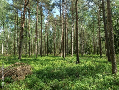 Rekyva forest during sunny summer day. Pine and birch tree woodland. Blueberry bushes are growing in woods. Sunny day with white and gray clouds in sky. Summer season. Nature. Rekyvos miskas.