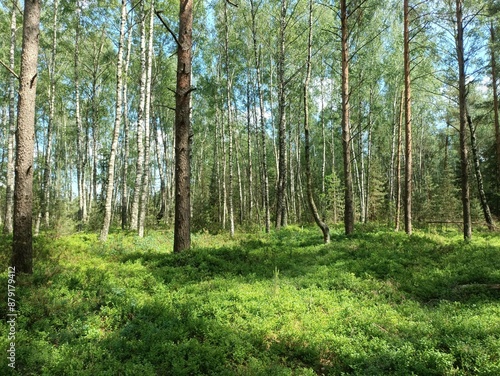 Rekyva forest during sunny summer day. Pine and birch tree woodland. Blueberry bushes are growing in woods. Sunny day with white and gray clouds in sky. Summer season. Nature. Rekyvos miskas.