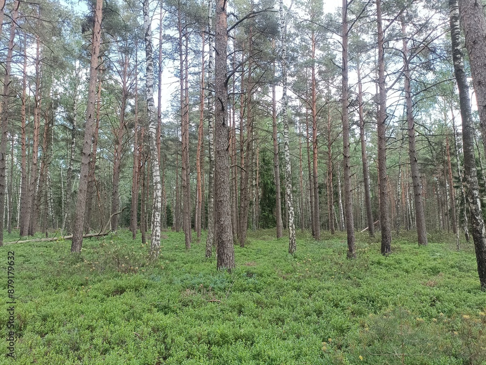 Rekyva forest during sunny summer day. Pine and birch tree woodland. Blueberry bushes are growing in woods. Sunny day with white and gray clouds in sky. Summer season. Nature. Rekyvos miskas. Rekyva forest during sunny summer day. Pine and birch tree woodland. Blueberry bushes are growing in woods. Sunny day with white and gray clouds in sky. Summer season. Nature. Rekyvos miskas.