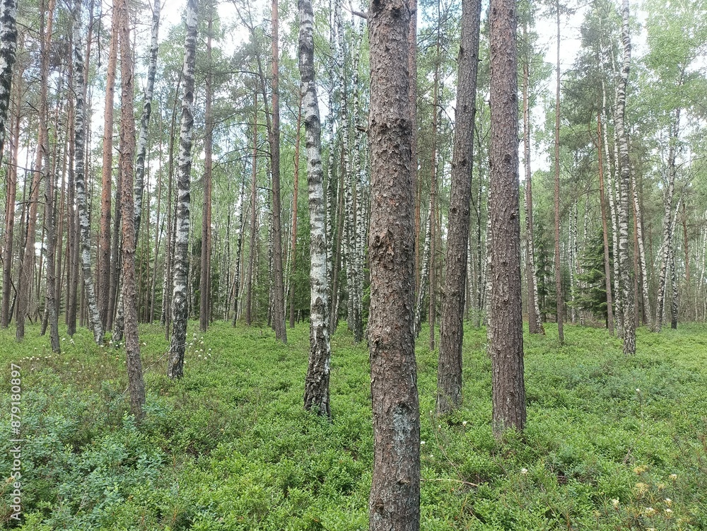 Rekyva forest during sunny summer day. Pine and birch tree woodland. Blueberry bushes are growing in woods. Sunny day with white and gray clouds in sky. Summer season. Nature. Rekyvos miskas. Rekyva forest during sunny summer day. Pine and birch tree woodland. Blueberry bushes are growing in woods. Sunny day with white and gray clouds in sky. Summer season. Nature. Rekyvos miskas.