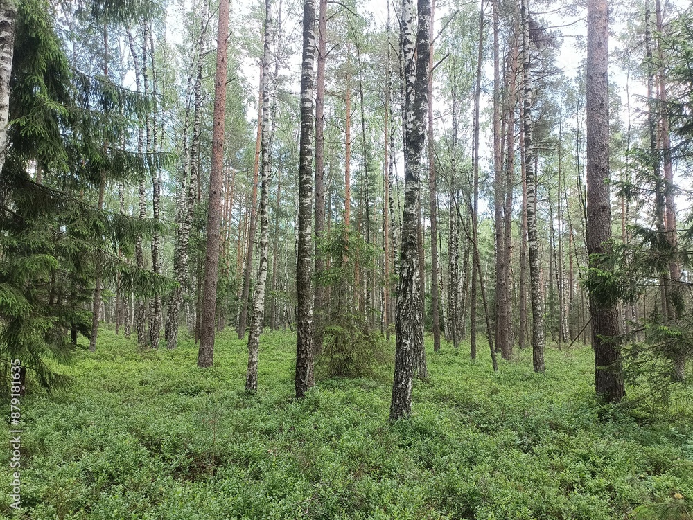 Rekyva forest during sunny summer day. Pine and birch tree woodland. Blueberry bushes are growing in woods. Sunny day with white and gray clouds in sky. Summer season. Nature. Rekyvos miskas. Rekyva forest during sunny summer day. Pine and birch tree woodland. Blueberry bushes are growing in woods. Sunny day with white and gray clouds in sky. Summer season. Nature. Rekyvos miskas.