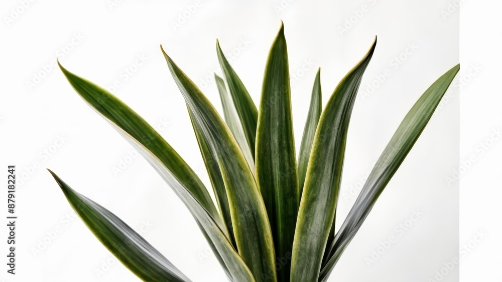 Obraz premium Vibrant green leaves of a plant against a white background