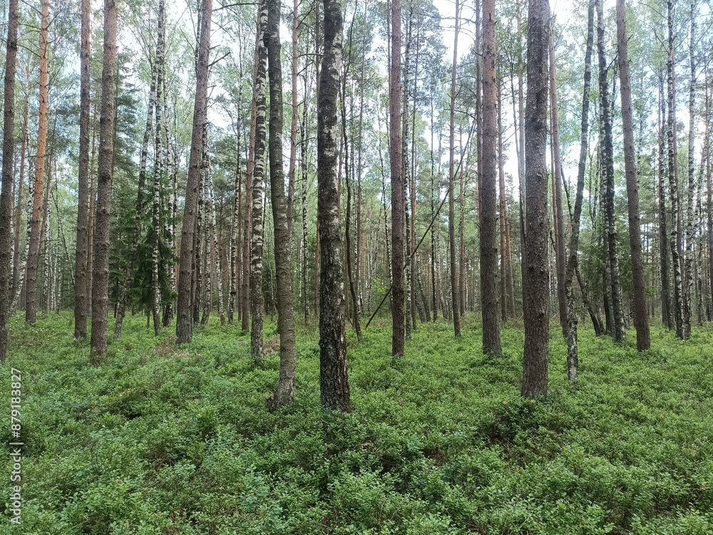 Rekyva forest during sunny summer day. Pine and birch tree woodland. Blueberry bushes are growing in woods. Sunny day with white and gray clouds in sky. Summer season. Nature. Rekyvos miskas. Rekyva forest during sunny summer day. Pine and birch tree woodland. Blueberry bushes are growing in woods. Sunny day with white and gray clouds in sky. Summer season. Nature. Rekyvos miskas.