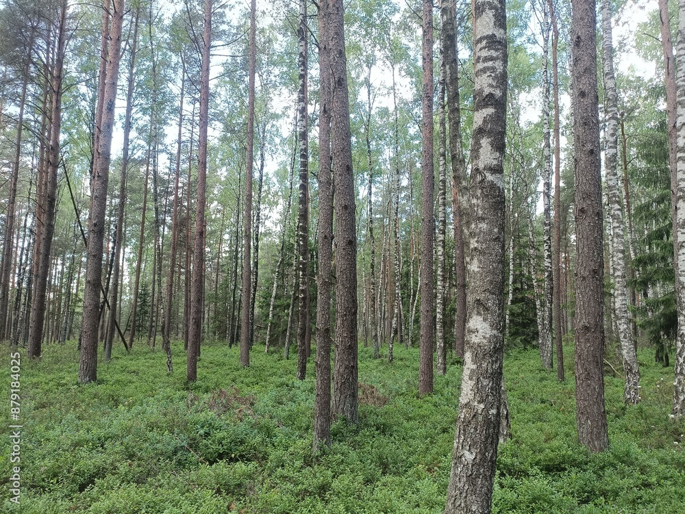 Rekyva forest during sunny summer day. Pine and birch tree woodland. Blueberry bushes are growing in woods. Sunny day with white and gray clouds in sky. Summer season. Nature. Rekyvos miskas. Rekyva forest during sunny summer day. Pine and birch tree woodland. Blueberry bushes are growing in woods. Sunny day with white and gray clouds in sky. Summer season. Nature. Rekyvos miskas.