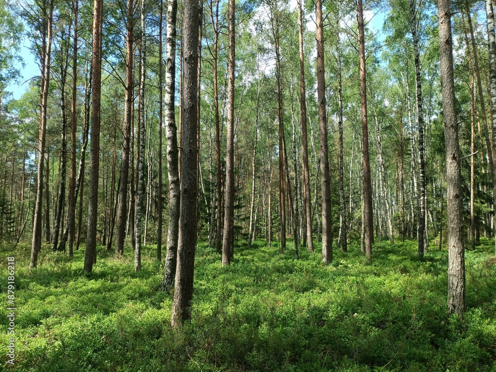 Rekyva forest during sunny summer day. Pine and birch tree woodland. Blueberry bushes are growing in woods. Sunny day with white and gray clouds in sky. Summer season. Nature. Rekyvos miskas. Rekyva forest during sunny summer day. Pine and birch tree woodland. Blueberry bushes are growing in woods. Sunny day with white and gray clouds in sky. Summer season. Nature. Rekyvos miskas.