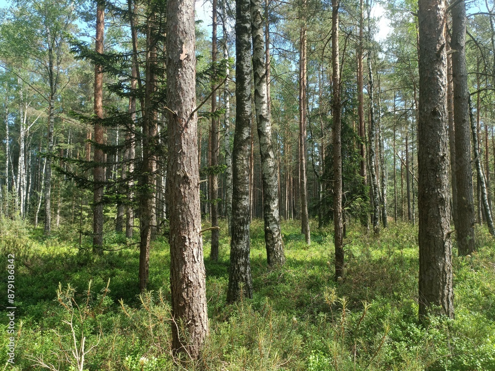 Rekyva forest during sunny summer day. Pine and birch tree woodland. Blueberry bushes are growing in woods. Sunny day with white and gray clouds in sky. Summer season. Nature. Rekyvos miskas. Rekyva forest during sunny summer day. Pine and birch tree woodland. Blueberry bushes are growing in woods. Sunny day with white and gray clouds in sky. Summer season. Nature. Rekyvos miskas.