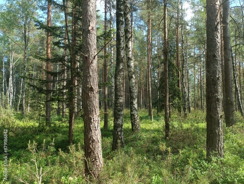 Rekyva forest during sunny summer day. Pine and birch tree woodland. Blueberry bushes are growing in woods. Sunny day with white and gray clouds in sky. Summer season. Nature. Rekyvos miskas.