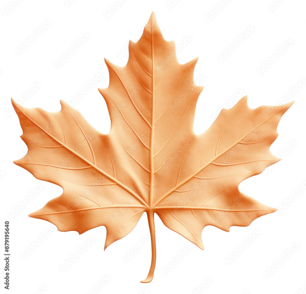 Obraz premium PNG Maple leaf plant tree.