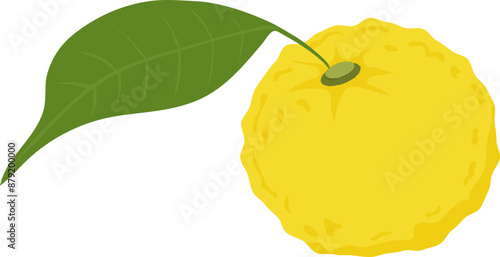 Hand drawn yuzu fruit.