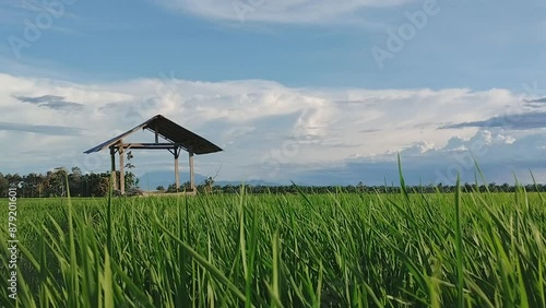 Cottage in Rice Fields