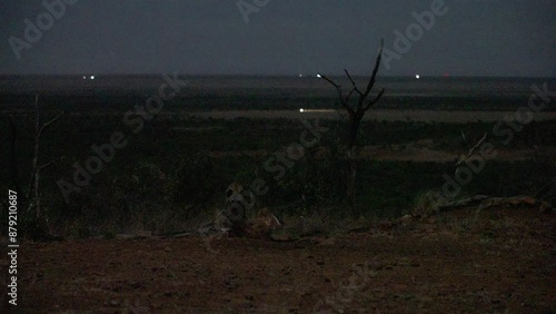 extreme wide shot of a Spotted Hyena (Crocuta crocuta) feeding on a carcass while on the look out across the savanna at night in kenya
