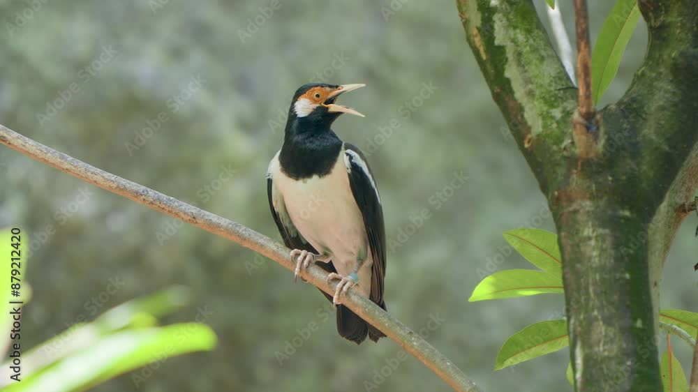 Asian Pied Starling (Pied Myna) Perched on a Tree Branch at Bali Safari and Marine Park in Siangan Asian Pied Starling (Pied Myna) Perched on a Tree Branch at Bali Safari and Marine Park in Siangan