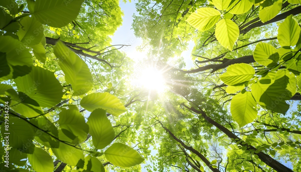 Obraz premium Beautiful green leaves with sunlight in forest background