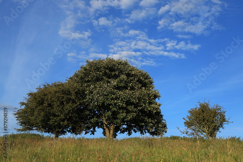 Hawthorn and Whitebeam trees in foliage, side-by-side on hilltop in field in rural Ireland in summerime  photo