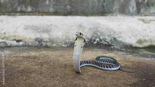 King of snakes. Baby king cobra snake - Ophiophagus bungarus from the forests of southern Thailand on the old cement floor.	