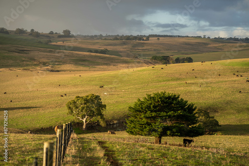 Stud Angus, wagyu, Murray grey, Dairy and beef Cows and Bulls grazing on grass and pasture in a field. The animals are organic and free range, being grown on an agricultural farm in Australia.