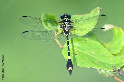 オニヤンマの全身