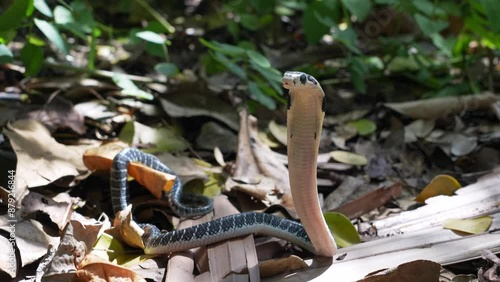 King of snakes. Baby king cobra snake - Ophiophagus bungarus from the forests of southern Thailand threat to protect yourself and escape on a pile of dry leaves.