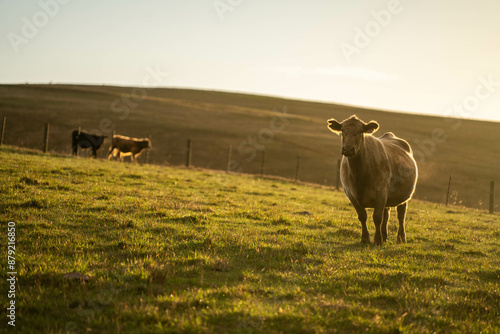 The Future of Livestock in Australian Agriculture: Sustainable Grazing, Technology, and Innovation for Environmental Resilience, cows grazing