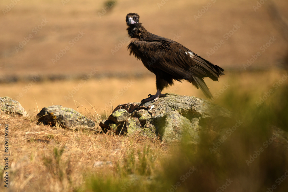 Fototapeta premium buitre negro posado en una roca