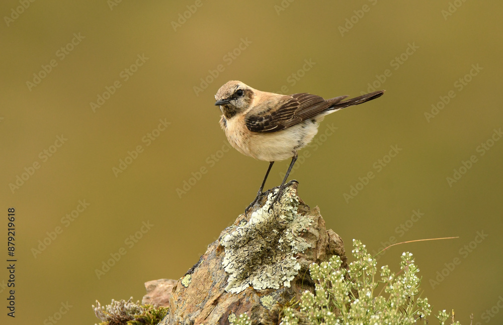 Naklejka premium collalba en el campo en primavera
