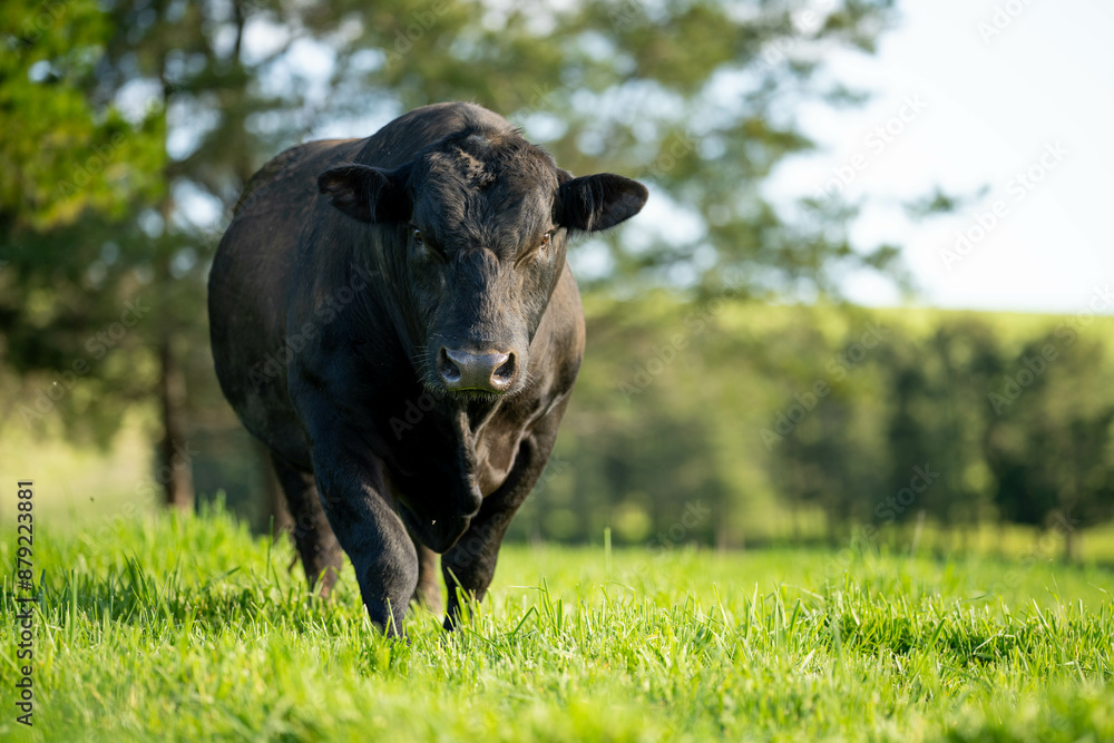 Fototapeta premium Cows in a field on a farm in spring on green field