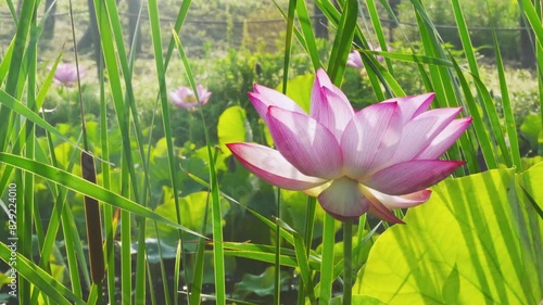 風に揺れる蓮の風景-自然風景＝lotus swaying in the wind