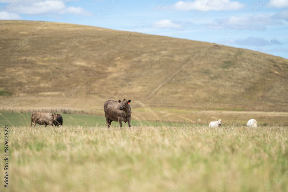Stud Beef bulls and cows grazing on grass in a field, in Australia. breeds include speckle park, murray grey, angus, brangus and wagyu. beautiful farming landscape Stud Beef bulls and cows grazing on grass in a field, in Australia. breeds include speckle park, murray grey, angus, brangus and wagyu. beautiful farming landscape