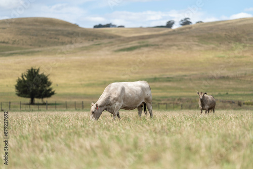 Stud Angus, wagyu, Murray grey, Dairy and beef Cows and Bulls grazing on grass and pasture in a field. The animals are organic and free range, being grown on an agricultural farm in Australia.