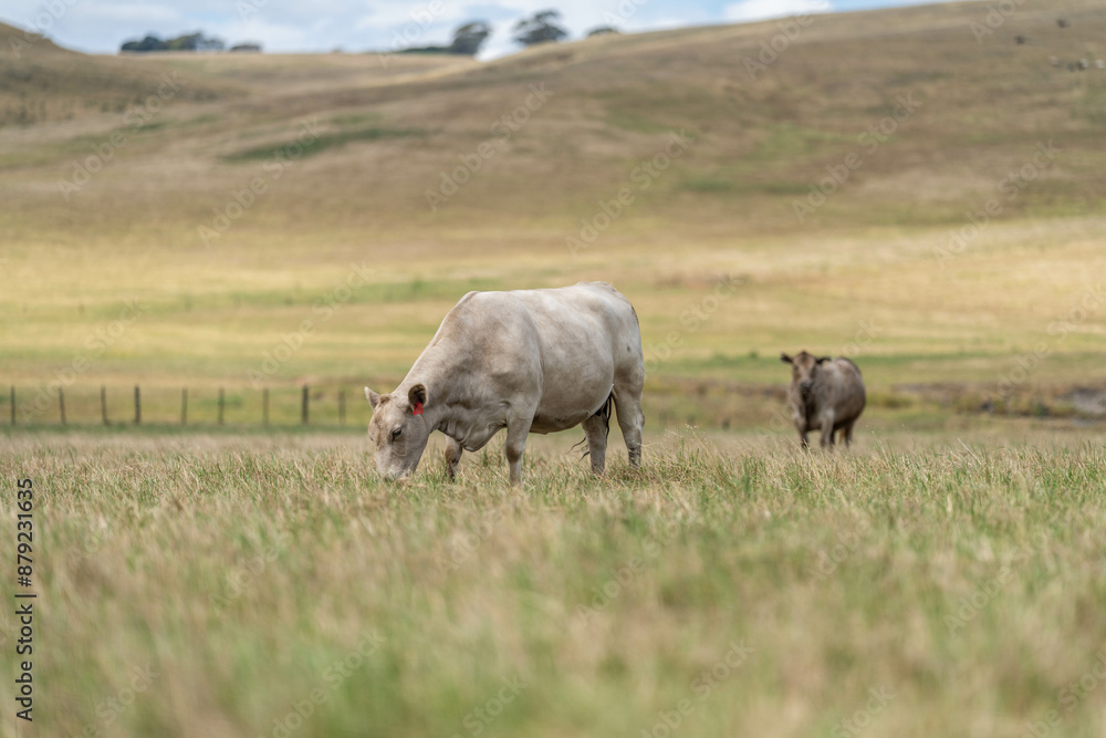 Beef cows and calves grazing on grass on a beef cattle farm in Australia. breeds include murray grey, angus and wagyu. sustainable agriculture practice storing carbon in australia Beef cows and calves grazing on grass on a beef cattle farm in Australia. breeds include murray grey, angus and wagyu. sustainable agriculture practice storing carbon in australia