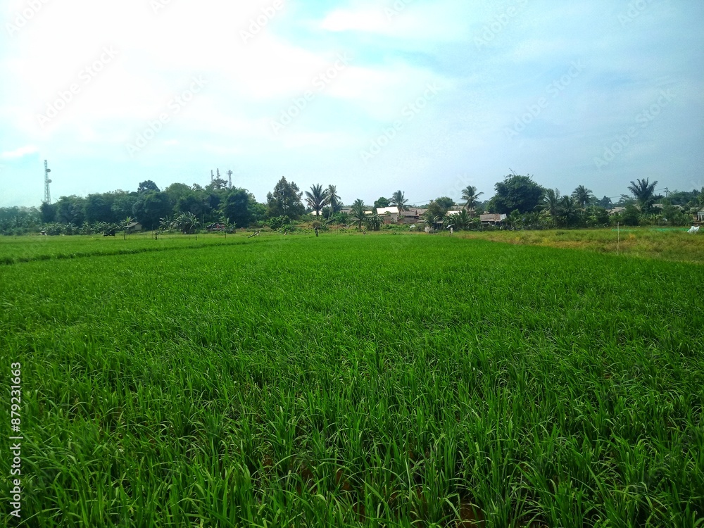 Fototapeta premium the green rice of farmers in namang, central bangka is a feast for the eyes. paddy which will be processed into rice