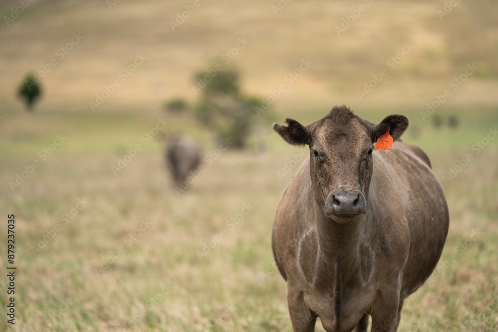 beautiful cattle in Australia eating grass, grazing on pasture. Herd of cows free range beef being regenerative raised on an agricultural farm. Sustainable farming in australia beautiful cattle in Australia eating grass, grazing on pasture. Herd of cows free range beef being regenerative raised on an agricultural farm. Sustainable farming in australia