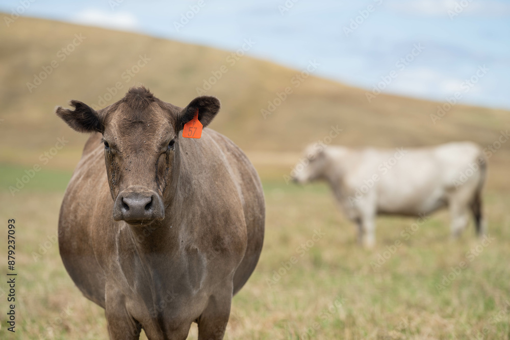 Cows in a field on a farm in spring on green field Cows in a field on a farm in spring on green field