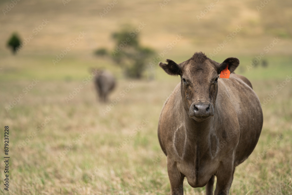 Beef cows and calves grazing on grass on a beef cattle farm in Australia. breeds include murray grey, angus and wagyu. sustainable agriculture practice storing carbon in australia Beef cows and calves grazing on grass on a beef cattle farm in Australia. breeds include murray grey, angus and wagyu. sustainable agriculture practice storing carbon in australia